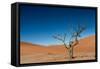 The Last Tree in the Desert-Circumnavigation-Framed Stretched Canvas