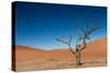 The Last Tree in the Desert-Circumnavigation-Stretched Canvas