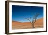 The Last Tree in the Desert-Circumnavigation-Framed Photographic Print