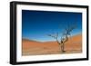 The Last Tree in the Desert-Circumnavigation-Framed Photographic Print