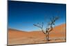 The Last Tree in the Desert-Circumnavigation-Mounted Photographic Print