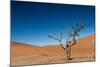 The Last Tree in the Desert-Circumnavigation-Mounted Photographic Print