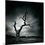 The Last Tree-Marcin Stawiarz-Mounted Giclee Print