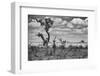 The Last Unicorn-Marcel Rebro-Framed Photographic Print