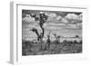 The Last Unicorn-Marcel Rebro-Framed Photographic Print