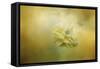 The Last Yellow Rose-Jai Johnson-Framed Stretched Canvas
