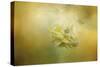 The Last Yellow Rose-Jai Johnson-Stretched Canvas