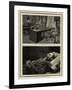 The Late Czar of Russia-null-Framed Giclee Print