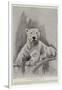 The Late Polar Bear at the Zoological Society's Gardens-Cecil Aldin-Framed Giclee Print