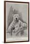 The Late Polar Bear at the Zoological Society's Gardens-Cecil Aldin-Framed Giclee Print