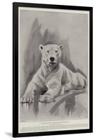 The Late Polar Bear at the Zoological Society's Gardens-Cecil Aldin-Framed Giclee Print