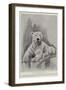 The Late Polar Bear at the Zoological Society's Gardens-Cecil Aldin-Framed Premium Giclee Print