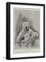 The Late Polar Bear at the Zoological Society's Gardens-Cecil Aldin-Framed Premium Giclee Print