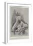 The Late Polar Bear at the Zoological Society's Gardens-Cecil Aldin-Framed Premium Giclee Print