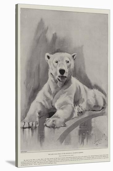 The Late Polar Bear at the Zoological Society's Gardens-Cecil Aldin-Stretched Canvas