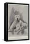 The Late Polar Bear at the Zoological Society's Gardens-Cecil Aldin-Framed Stretched Canvas