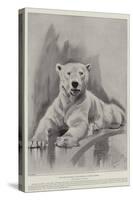 The Late Polar Bear at the Zoological Society's Gardens-Cecil Aldin-Stretched Canvas