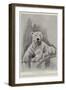 The Late Polar Bear at the Zoological Society's Gardens-Cecil Aldin-Framed Giclee Print