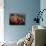 The Laugh-Umberto Boccioni-Mounted Giclee Print displayed on a wall
