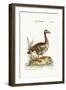 The Laughing Goose, 1749-73-George Edwards-Framed Giclee Print