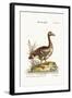 The Laughing Goose, 1749-73-George Edwards-Framed Giclee Print