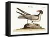 The Laughing Gull, 1749-73-Mark Catesby-Framed Stretched Canvas