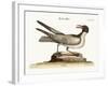 The Laughing Gull, 1749-73-Mark Catesby-Framed Giclee Print