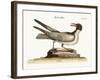 The Laughing Gull, 1749-73-Mark Catesby-Framed Giclee Print