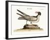 The Laughing Gull, 1749-73-Mark Catesby-Framed Giclee Print