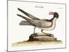 The Laughing Gull, 1749-73-Mark Catesby-Mounted Giclee Print