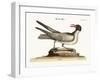 The Laughing Gull, 1749-73-Mark Catesby-Framed Giclee Print