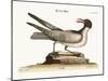 The Laughing Gull, 1749-73-Mark Catesby-Mounted Giclee Print