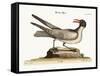 The Laughing Gull, 1749-73-Mark Catesby-Framed Stretched Canvas