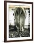 The Launching of the Rms Mauretania, 28th July 1938-English Photographer-Framed Giclee Print