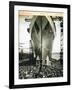 The Launching of the Rms Mauretania, 28th July 1938-English Photographer-Framed Giclee Print