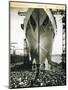 The Launching of the Rms Mauretania, 28th July 1938-English Photographer-Mounted Giclee Print