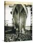 The Launching of the Rms Mauretania, 28th July 1938-English Photographer-Stretched Canvas