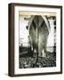 The Launching of the Rms Mauretania, 28th July 1938-English Photographer-Framed Giclee Print