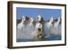 The leader-Xavier Ortega-Framed Photographic Print