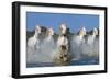 The leader-Xavier Ortega-Framed Photographic Print