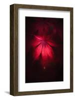 The Leaf and the Drop-Philippe Sainte-Laudy-Framed Photographic Print