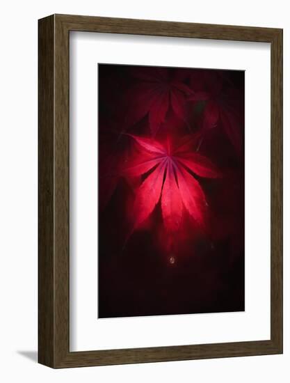 The Leaf and the Drop-Philippe Sainte-Laudy-Framed Photographic Print