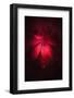 The Leaf and the Drop-Philippe Sainte-Laudy-Framed Photographic Print