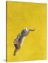 The Leap-Yellow-Tim Hayward-Stretched Canvas