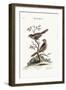 The Least Butcher-Bird, 1749-73-George Edwards-Framed Giclee Print