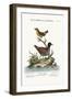 The Least Water-Hen, and the Yellow Wren, 1749-73-George Edwards-Framed Giclee Print