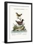 The Least Water-Hen, and the Yellow Wren, 1749-73-George Edwards-Framed Giclee Print