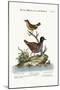 The Least Water-Hen, and the Yellow Wren, 1749-73-George Edwards-Mounted Giclee Print