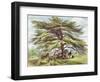 The Lebanon Cedar Tree in the Arboretum, Kew Gardens, Plate 21-George Ernest Papendiek-Framed Giclee Print