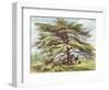 The Lebanon Cedar Tree in the Arboretum, Kew Gardens, Plate 21-George Ernest Papendiek-Framed Giclee Print